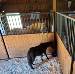 Photo of horses in the barn