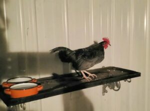Photo of rooster on temperary perch
