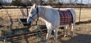 Photo of a white mustang horse