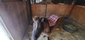 Photo of a miniature horse