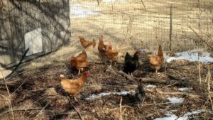Photo of rooster and 7 hens